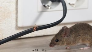 پنهان شدن سوسک و موش داخل کلید پریز