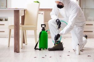 مهترین آفات های خانگی چطوری شناسایی کنیم