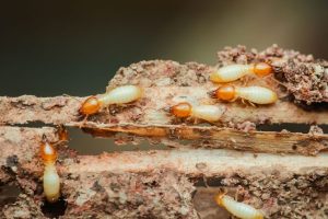 سمپاشی موریانه تهران