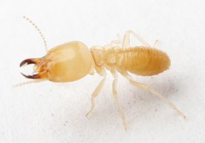 سمپاشی تخصصی موریانه