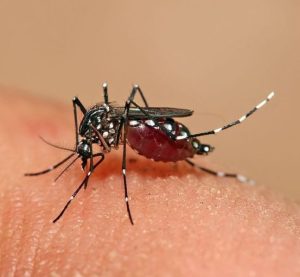 نمای نزدیک پشه انوفل،عامل انگل مالاریا