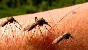 نمای نزدیک از پشهای خانکی و عوارض