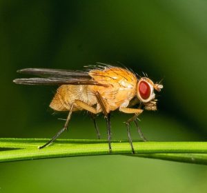 سمپاشی تخصصی مگس میوه