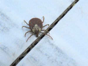 کنه چیست و چه مشکلاتی به وجود میاره