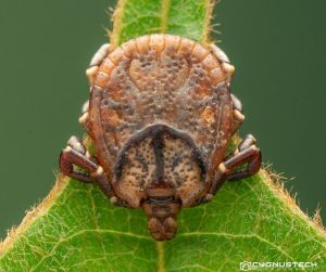نمای نزدیک از کنه سخت
