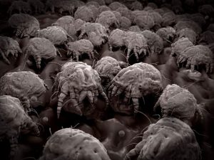 مایت ها چه خطراتی برای انسان دارند