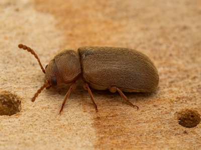 مبارزه با سوسک چوب