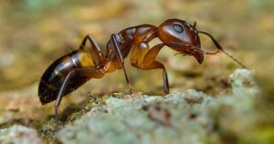 نمای نزدیک از مورچه خانگی 
