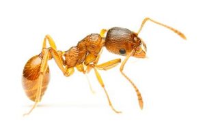 عکس نزدیک از مورچه فرعون