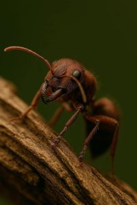 مورچه نجار چطوری چوب می خورد