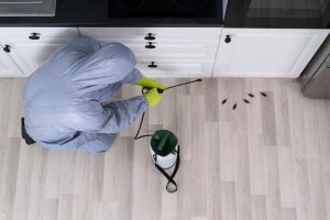 چطوری سوسک های بزرگ از بین ببریم