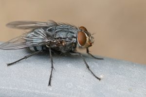 سمپاشی مگس