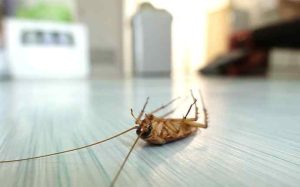 سمپاشی حرفه ای برای از بین بردن سوسک