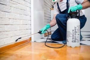 زیسپاک بهترین شرکت برای سمپاشی مورچه ها