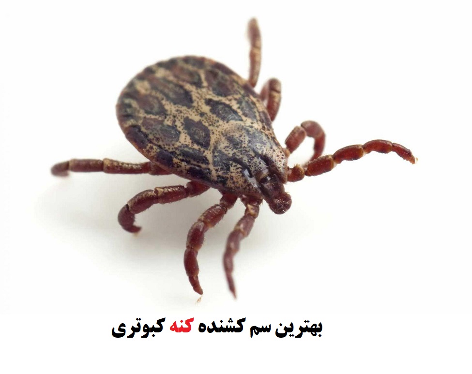 بهترین سم برای از بین بردن کنه
